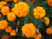 marigolds